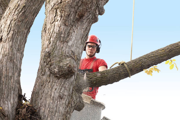  Vernon Valley, NJ Tree Removal Services Pros